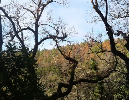 Arbre dans le massif de Beaucroze