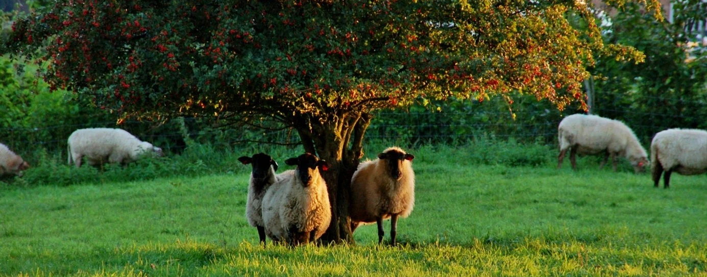 Des moutons en éco-pâturage sous un arbre