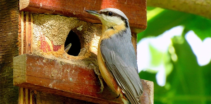 un oiseau dans un nichoir